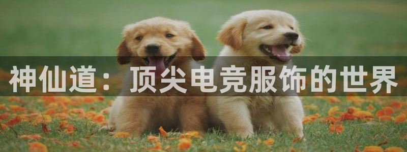 火博电竞app官网网站：神仙道：顶尖电竞服饰的世界