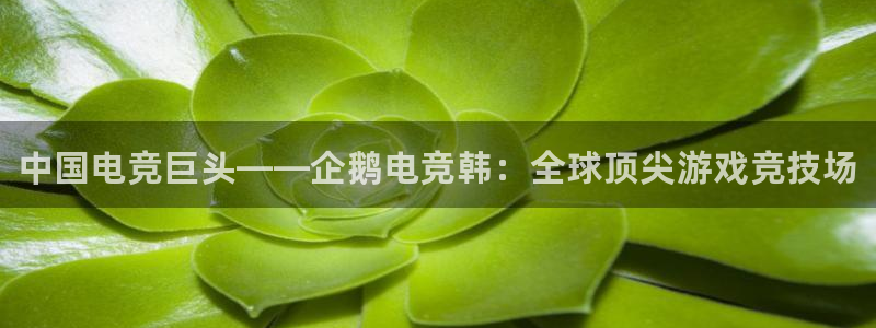火博电竞